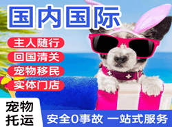 青岛机场空运国际宠物托运 【国